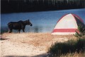 Moose at our campsite at Fish Lake