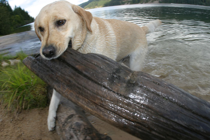 Now THIS is the way to play fetch!